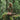 PRE-ORDER: 'Jungle Act' Certified Organic Cotton tee-dress (woman) – Khaki